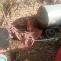 یک عدد خروس لاری ویک عدد مرغ محلی