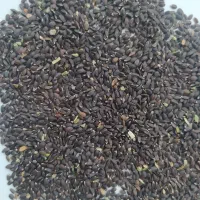 بذر بادرنج خیلی تمیز بدون بذر علف هرز .