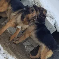 جفت ژرمن شپرد بلک فیس فقط ۱۲ تومن ،افغان ۳ تومن