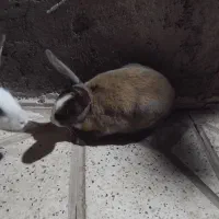 خرگوش خوشگل|موش و خرگوش|نیشابور, دربقاضی|دیوار