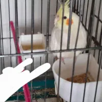 فروش بچه عروس هلندی