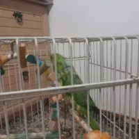 یه جفت طوطی ملنگو مولد موعظه دارم .|پرنده|کرج, کمال‌شهر|دیوار