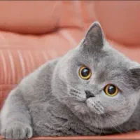 پیشی اسکاتیش/۲ماهه/ فلدآنفلد/شجره دا/آپارتمانی