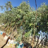 اکالیپتوس .سرو شیراز  نخل پالم