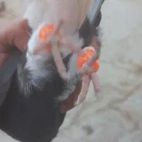 دم سفید چپ|پرنده|تربتحیدریه, طالقانی|دیوار