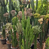 گل آپارتمانی خاص و بزرگ فقط در گلخانه من