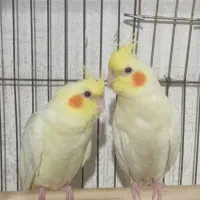 جوجه عروس هلندی