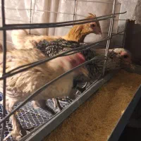 مرغ خروس|حیوانات مزرعه|تهران, افسریه شمالی|دیوار