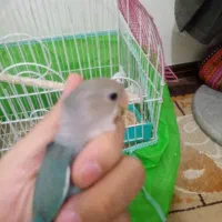 طوطی کوتوله برزیلی