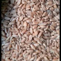 گندم بذری چمران۲ بوجاری شده و مهرگان|عمدهفروشی|رامشیر, |دیوار