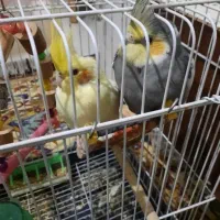 عروس هلندی مولد