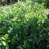 یاس|گل و گیاه طبیعی|چابکسر, |دیوار