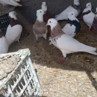 کبوتر طوقی