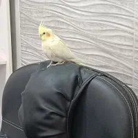 فروش عروس هلندی