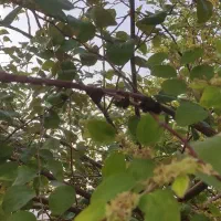 هرس کردن درختان