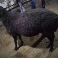 بره نر وماده،قوچ|حیوانات مزرعه|تاکستان, |دیوار