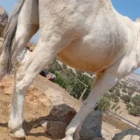 سلام یک الاغ جوان رو فورم ب فروش می‌رسد|حیوانات مزرعه|یاسوج, |دیوار