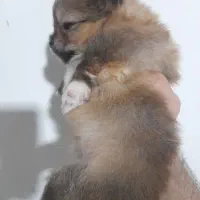 توله پامر خرسی پرتغالی سایز ریز