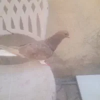 کبوتر خوشرنگ