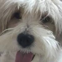 سگ کوتون دو تولیر