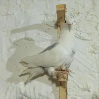 کفتر|پرنده|مشهد, محمدآباد|دیوار