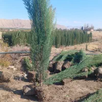 نهالستان سرو ناز