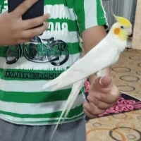 عروس‌هلندی‌نردستی