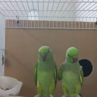 یک جفت ملنگوسبز