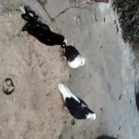 کفتر 2عدد ماده