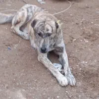 سگ گله ای هست  نهگبان هست