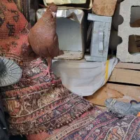 فروش یک عدد سرخ پرشی|پرنده|شیراز, زرهی|دیوار