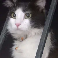 گربه پرشین گمشده|گربه|میبد, |دیوار