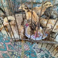 جوجه|حیوانات مزرعه|زاهدان, |دیوار