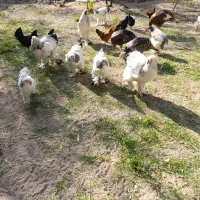 فروش برهما لایت|حیوانات مزرعه|آذرشهر, |دیوار