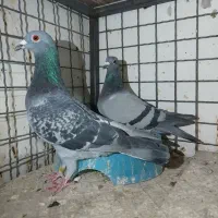 کفتر پلاکی مسافتی|پرنده|مشهد, شهرک مهرگان|دیوار