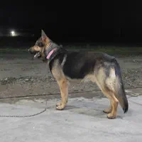 سگ شپرد ژیرمن نگهبان