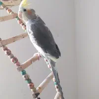 عروس هلندی نر|پرنده|تکاب, |دیوار