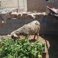 یک راس میش