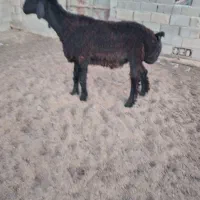 قوچ یک ساله|حیوانات مزرعه|مراوه, |دیوار