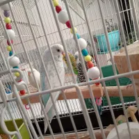 پرنده|پرنده|رباط‌کریم, رباط‌کریم|دیوار