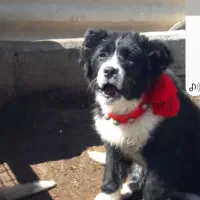 توله الابای