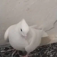 کبوتر|پرنده|زابل, |دیوار