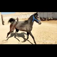 اسب|اسب و تجهیزات اسب‌سواری|صحنه, |دیوار