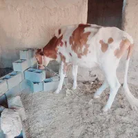 دوتا گوساله ماده .گاو باکر .بچره|حیوانات مزرعه|اهواز, غیزانیه|دیوار