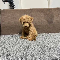 تاینی پودل ۱۰ ماهه ۲ کیلو|سگ|تهران, شهرک آزمایش|دیوار