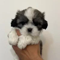 سگ شیتزو سوپرفلت|سگ|ساری, |دیوار