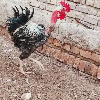 خروس