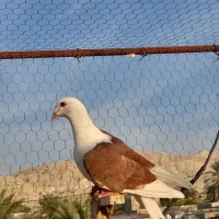 پلاکی رنگ روشن