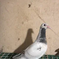 کبوتر جوجه