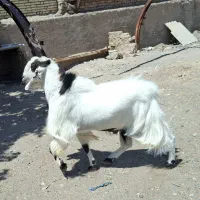 تکه پاکستانی نسل دقلوزا